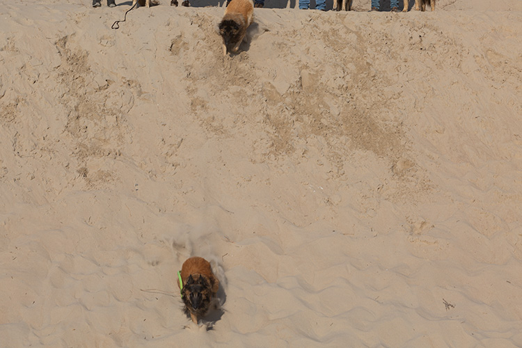 Wandeling Zoutelanden